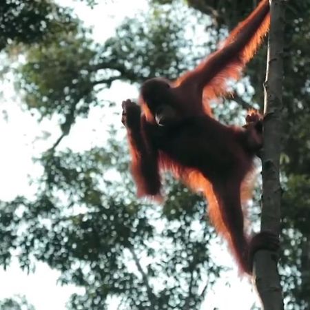 Orangutan Shaka Houseboat With Cabin Pangkalan Bun Bagian luar foto