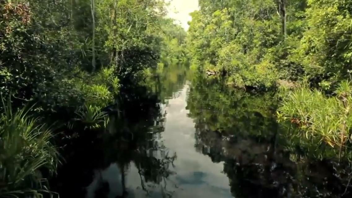 Orangutan Shaka Houseboat With Cabin Pangkalan Bun Bagian luar foto
