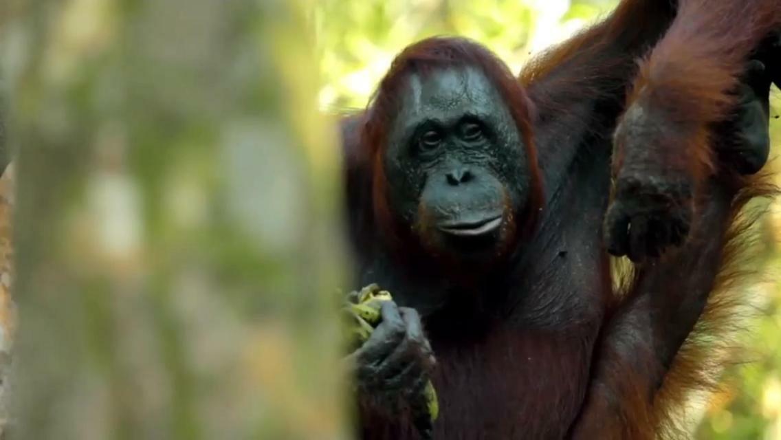 Orangutan Shaka Houseboat With Cabin Pangkalan Bun Bagian luar foto