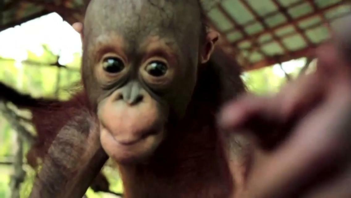 Orangutan Shaka Houseboat With Cabin Pangkalan Bun Bagian luar foto
