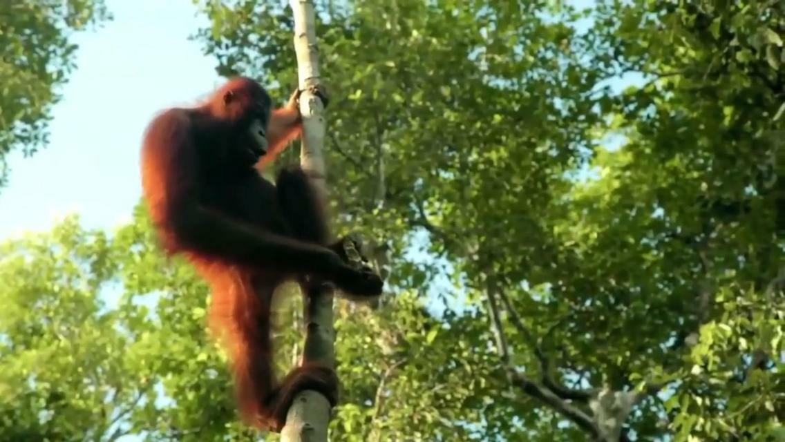 Orangutan Shaka Houseboat With Cabin Pangkalan Bun Bagian luar foto