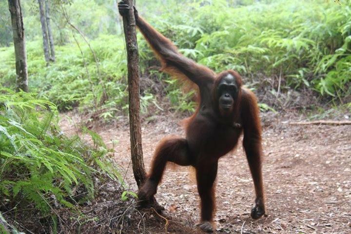 Orangutan Shaka Houseboat With Cabin Pangkalan Bun Bagian luar foto