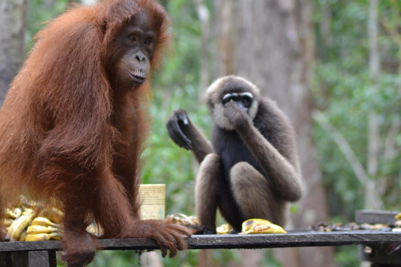 Orangutan Shaka Houseboat With Cabin Pangkalan Bun Bagian luar foto