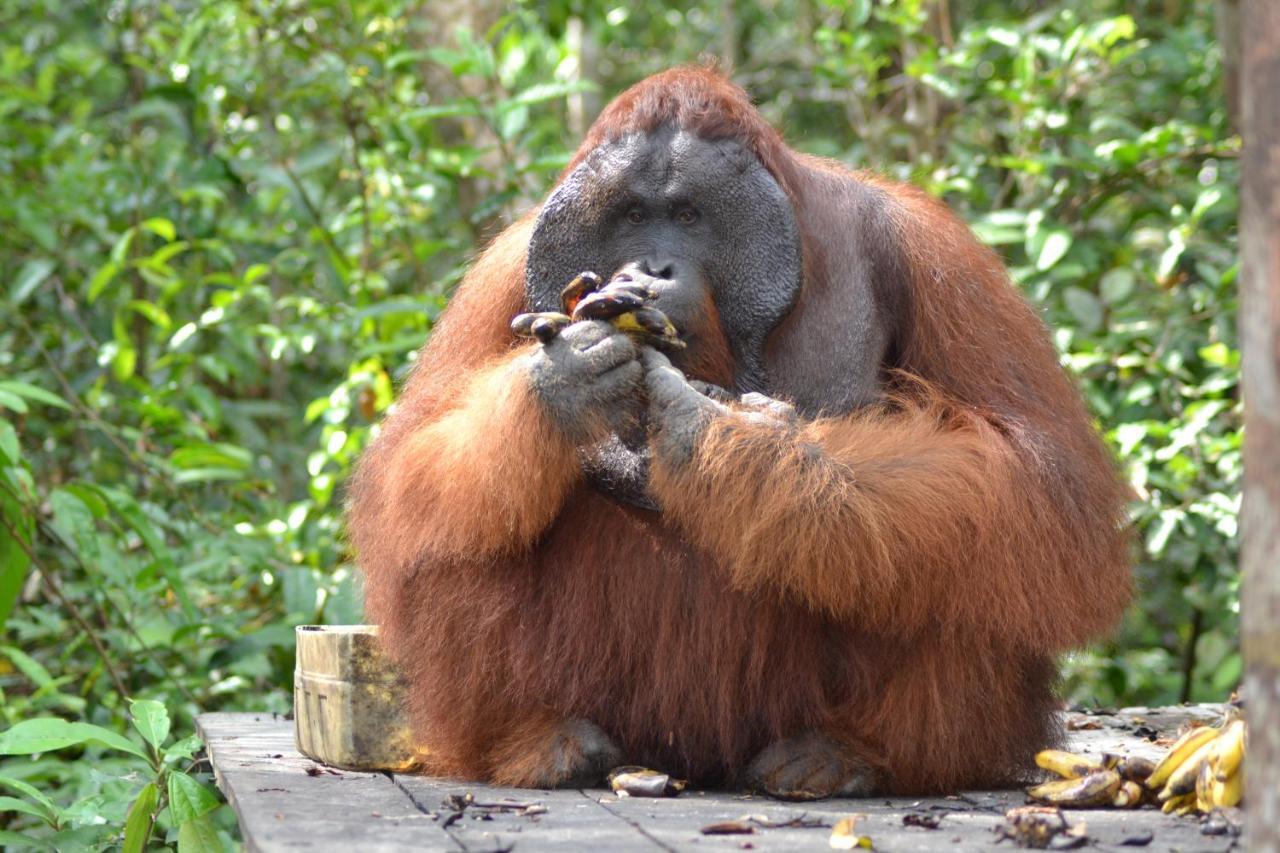 Orangutan Shaka Houseboat With Cabin Pangkalan Bun Bagian luar foto