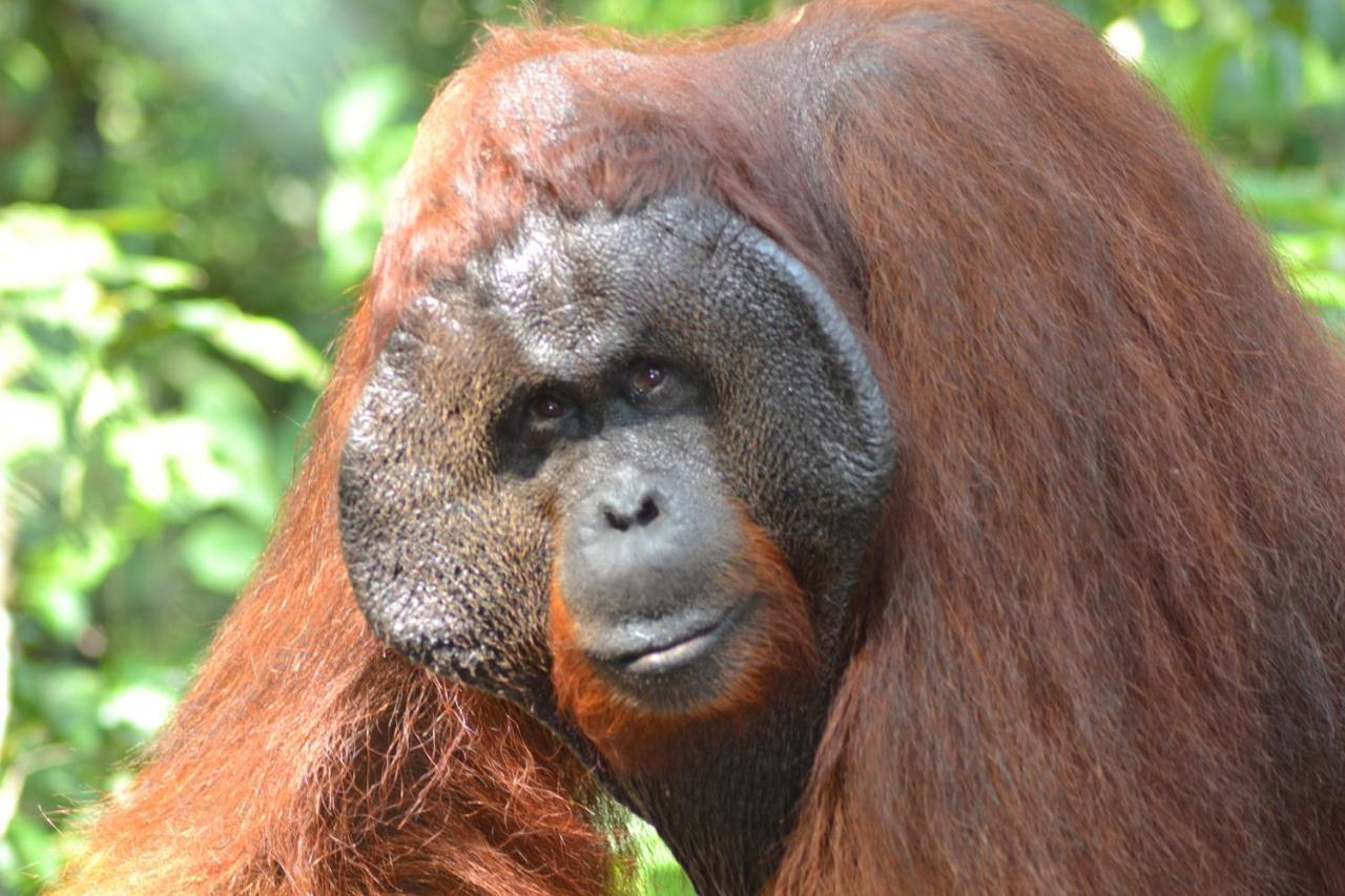 Orangutan Shaka Houseboat With Cabin Pangkalan Bun Bagian luar foto