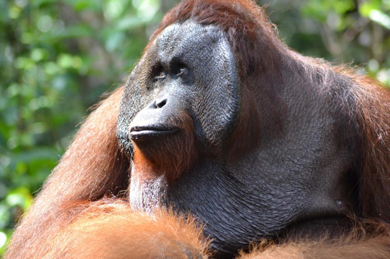 Orangutan Shaka Houseboat With Cabin Pangkalan Bun Bagian luar foto