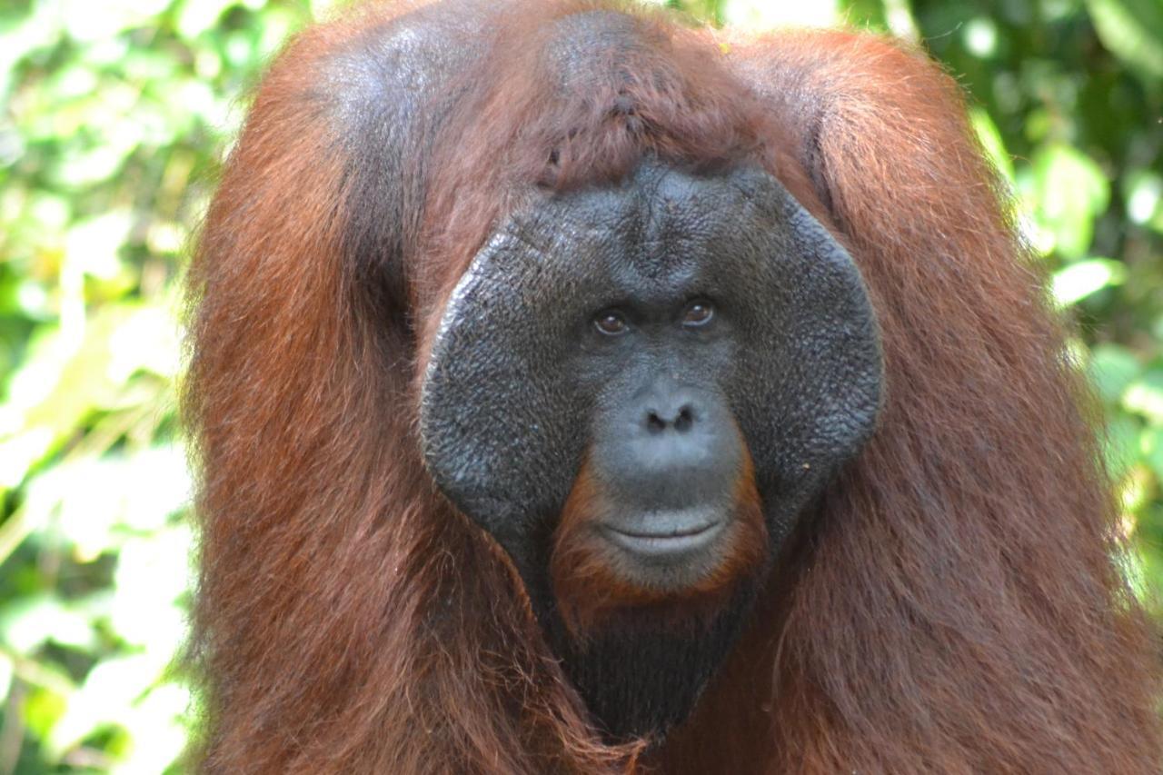 Orangutan Shaka Houseboat With Cabin Pangkalan Bun Bagian luar foto